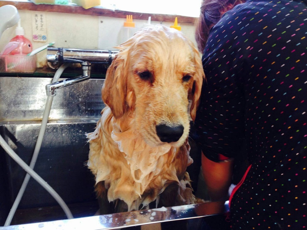 皮膚に合わせてシャンプをします。